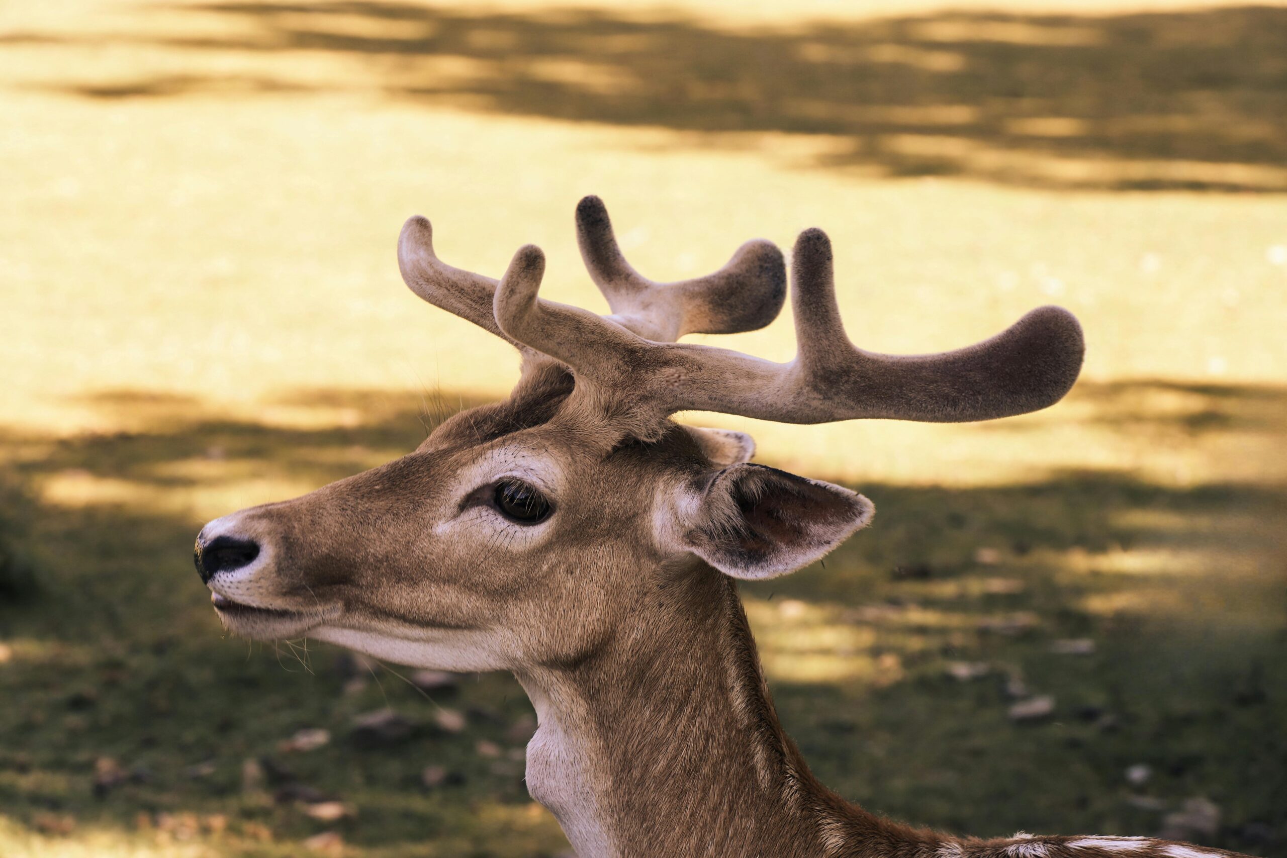 Kostenloses Stock Foto zu bambi, draußen, hirsch