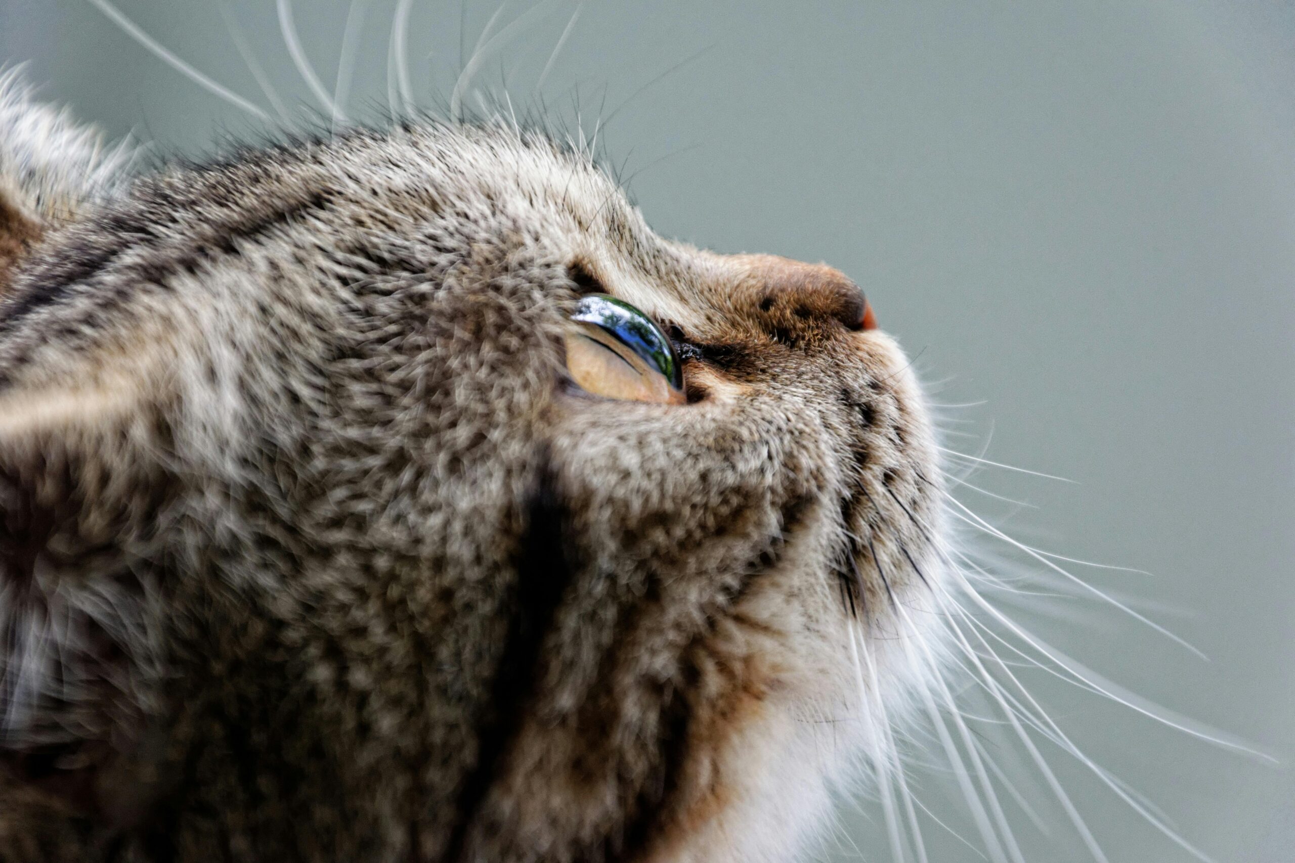 Braune Katze